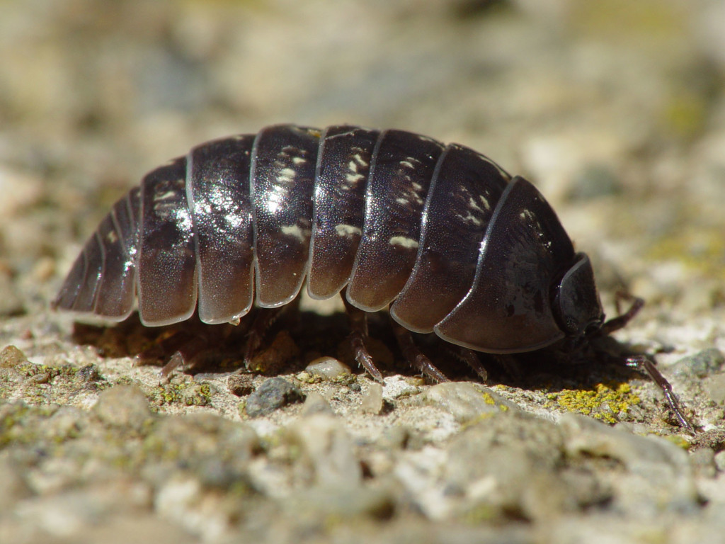 Armadillidium_vulgare_001