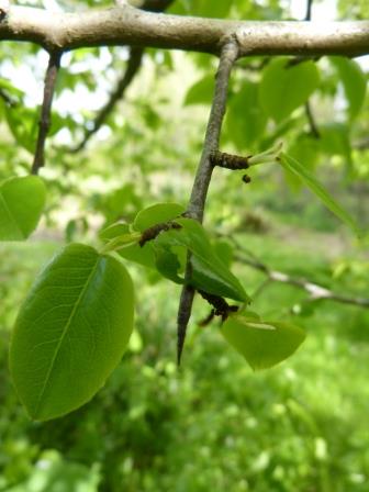 What types of trees have thorns?