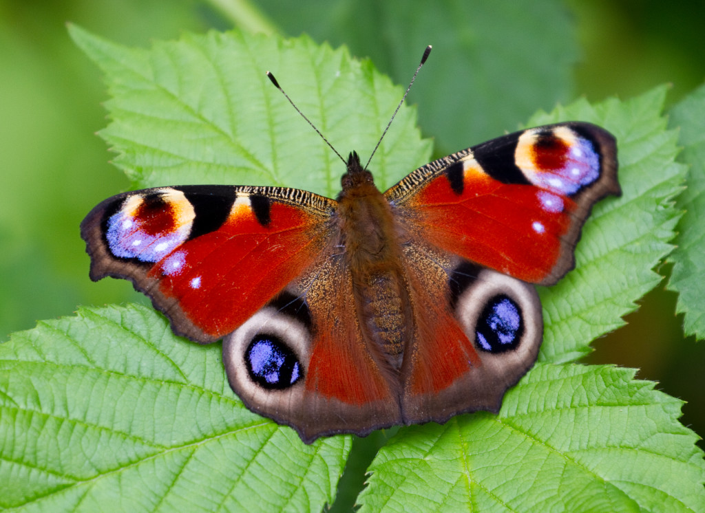 Peacock_Butterfly_(7822792836)