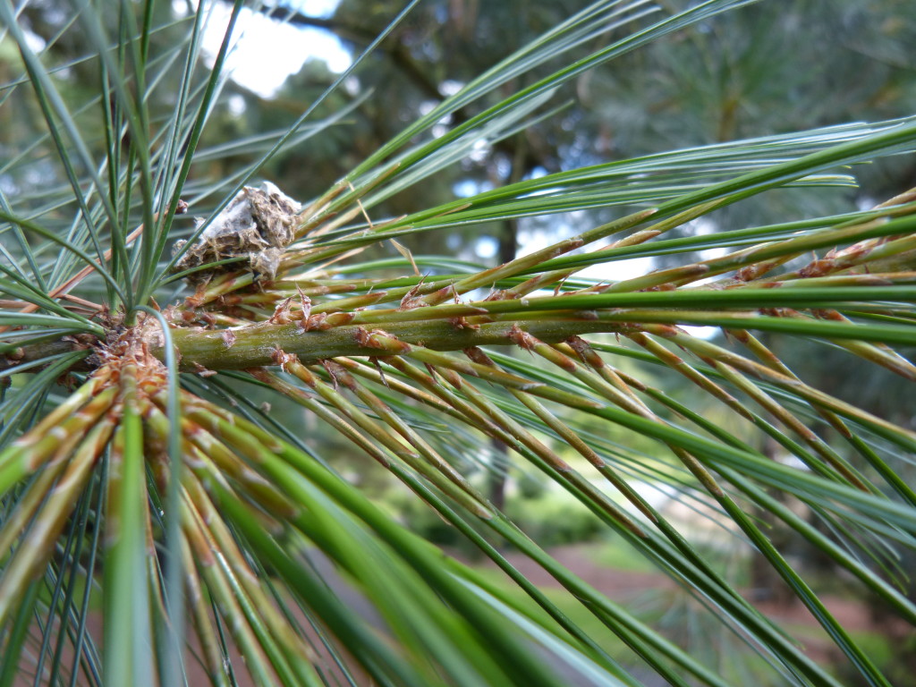 Long Needle Pine Stems - Bundle of 5 Stems