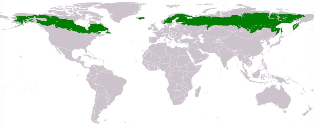 Taiga_ecoregion