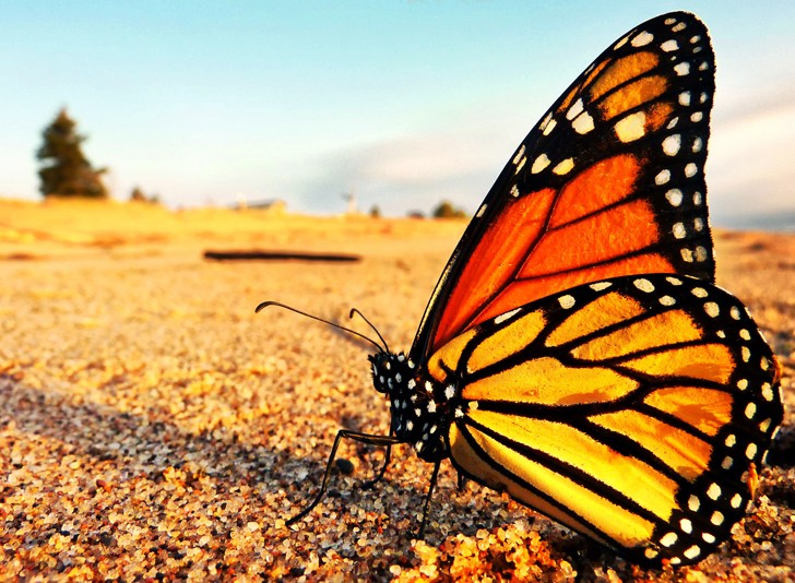 Monarch-Butterfly