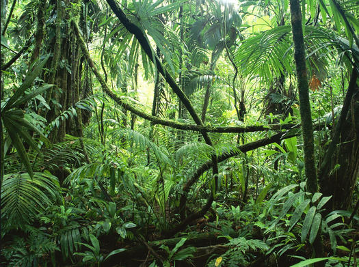 tropical-rainforest-1